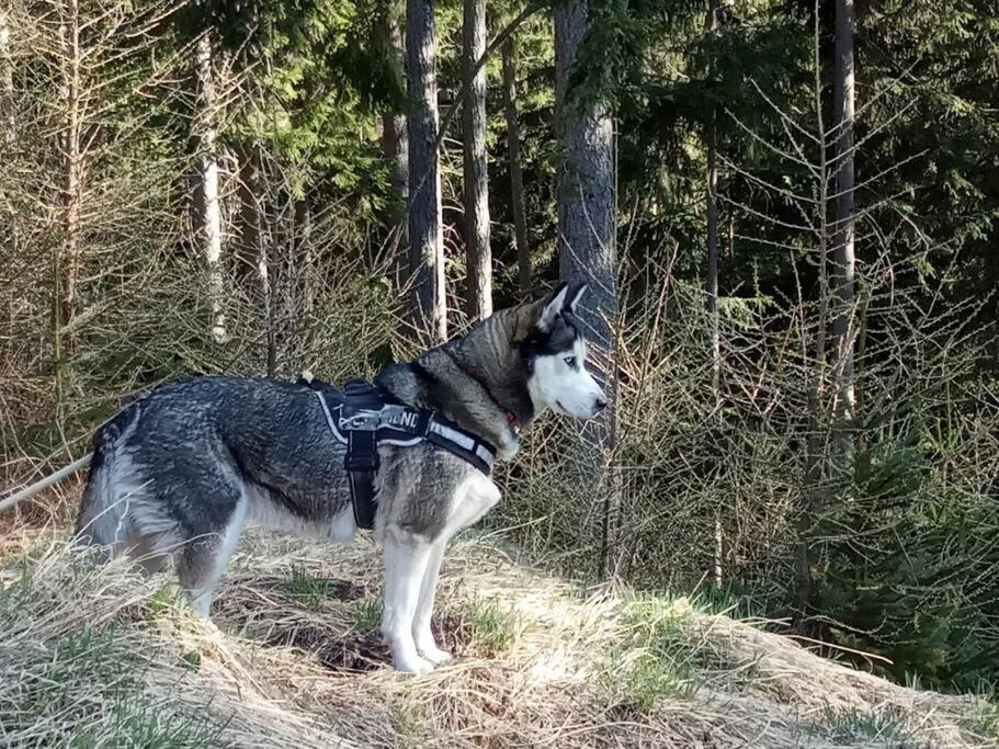 Wohnung Rheintal Im Alpenvorland Batschuns Екстериор снимка